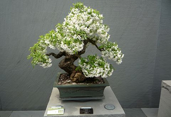 美国国家植物园第 41 张图片