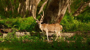 Elephant Safari ride point a
