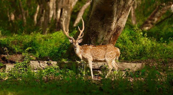 Elephant Safari ride point a