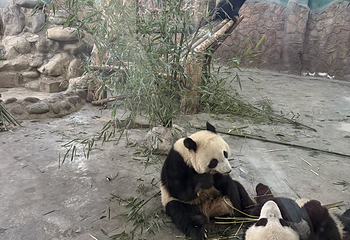 成都大熊猫繁育研究基地第 675 张图片