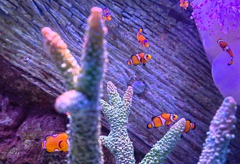 上海海洋水族馆第 119 张图片