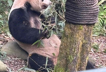熊猫谷第 57 张图片