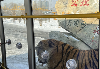 东北虎林园第 348 张图片