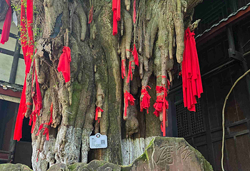 青城山第 260 张图片
