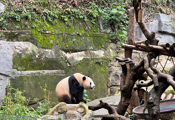 重庆动物园第 131 张图片