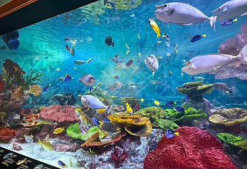Sea Life COEX水族馆第 36 张图片