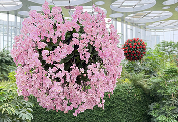 上海温室花园第 95 张图片