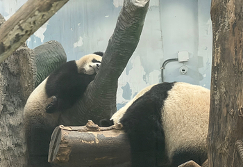 成都大熊猫繁育研究基地第 522 张图片