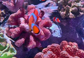 曼谷暹罗海洋世界第 79 张图片
