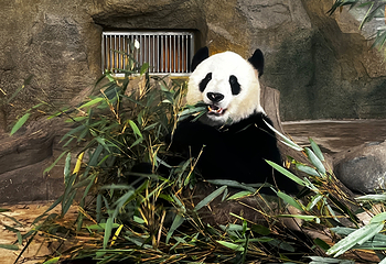 成都大熊猫繁育研究基地第 268 张图片