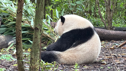 成都大熊猫繁育研究基地第 165 张图片