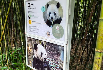 熊猫谷第 62 张图片