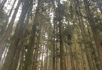 阿里山国家森林游乐区第 20 张图片