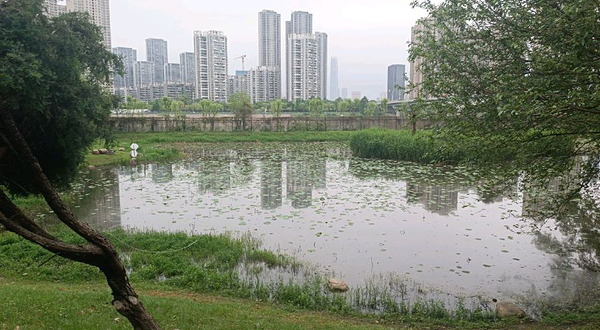 汉水公园-湿地区
