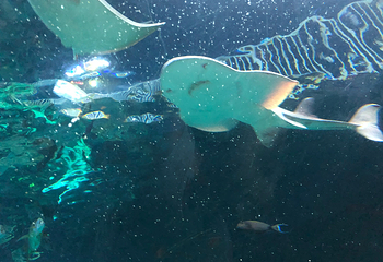Sea Life Kansas City Aquarium第 7 张图片