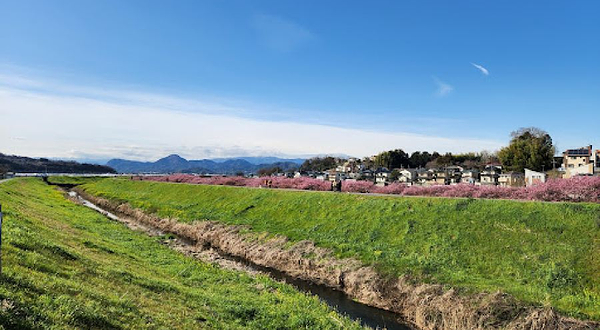 函南河津さくら并木