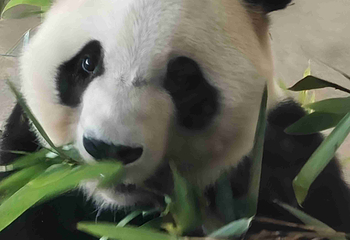 成都大熊猫繁育研究基地第 791 张图片
