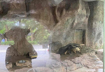 深圳野生动物园第 101 张图片