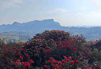 百里杜鹃风景区第 44 张图片