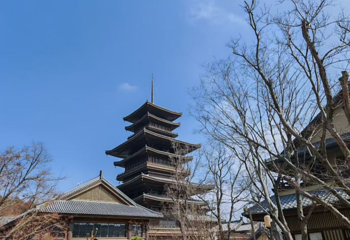 东山问梅村第 23 张图片