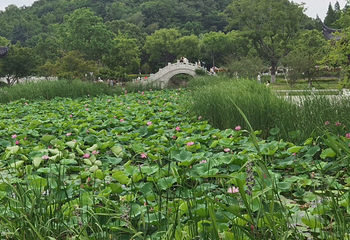 亭林园第 45 张图片