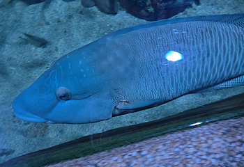 吉隆坡城中城水族馆第 65 张图片