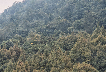 青城山第 453 张图片