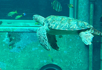 箱根园水族馆第 22 张图片