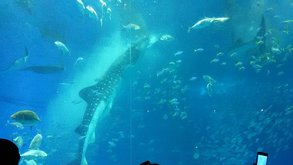 冲绳美丽海水族馆第 87 张图片