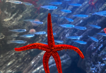 圣塞瓦斯蒂安水族馆第 14 张图片