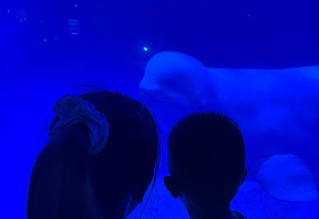 上海海昌海洋公园第 490 张图片