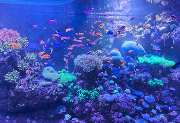 新加坡海洋生态馆第 49 张图片