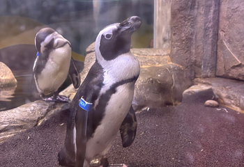 莱利大烟山水族馆第 11 张图片