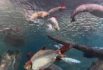 上海海洋水族馆第 132 张图片
