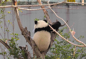成都大熊猫繁育研究基地第 457 张图片