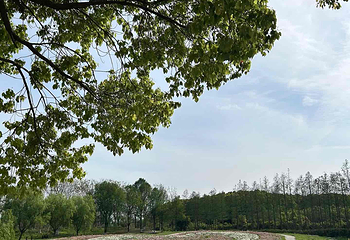 周浦花海第 133 张图片