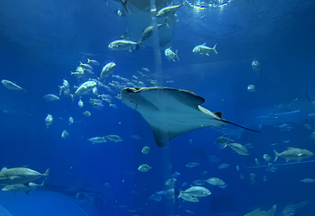 冲绳美丽海水族馆第 104 张图片