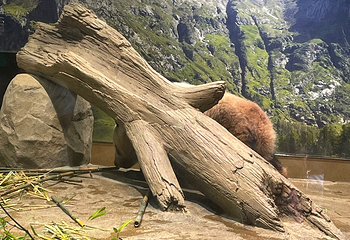 上海动物园第 115 张图片