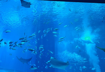 冲绳美丽海水族馆第 161 张图片