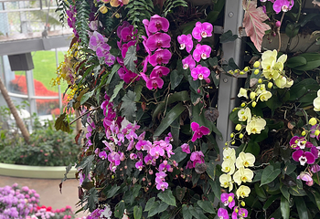 上海温室花园第 222 张图片