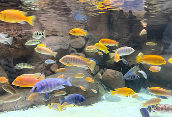 上海海洋水族馆第 163 张图片