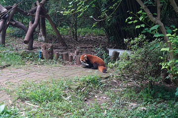 成都大熊猫繁育研究基地第 339 张图片