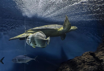 上海海洋水族馆第 212 张图片