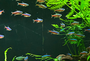 上海海洋水族馆第 196 张图片