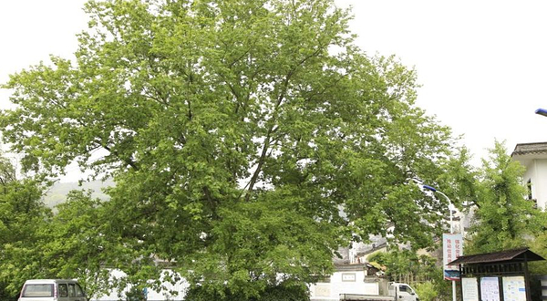 新安江山水画廊风景区-棉潭村