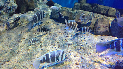 箱根园水族馆第 20 张图片