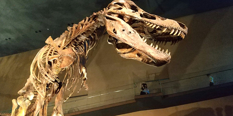 Kitakyushu Museum of Natural History & Human History第 14 张图片