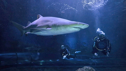 西澳大利亚水族馆第 10 张图片