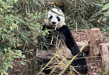 成都大熊猫繁育研究基地第 280 张图片