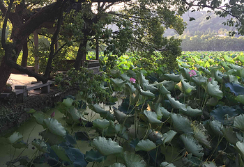 西湖风景名胜区第 400 张图片